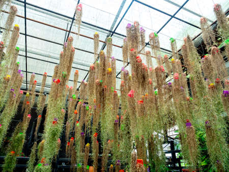 Spanish moss. Hanging plants with small plastic pot. upside down. Many beautiful plant hanging from...