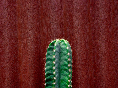 Close-up top of the growing green cactus on beautiful old vintage red zinc wall background with copy...