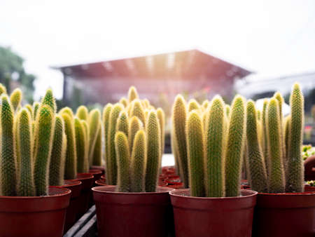 Close-up many growing green cactus in brown plastic pots that bred in the cactus farm.の写真素材