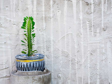 Growing green cactus plant in ceramic pot on white grunge wall background with copy space.の写真素材