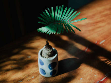 Minimal small green palm leaves, mini cycad in handmade ceramic pot decoration on wooden table.の写真素材