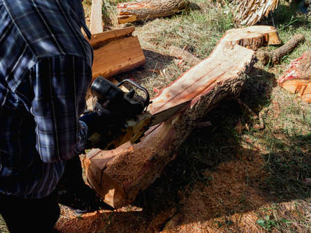 The big log, trees are being cut with old chainsaw by lumberjack worker, sawdust flying around....