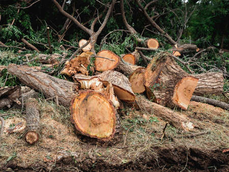 Piles of many tree logs cut by a chainsaw on the ground in the green forest.