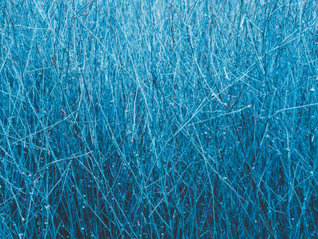 Piles of blue vintage dried branches background. Sticks and twigs, wood texture background.の写真素材
