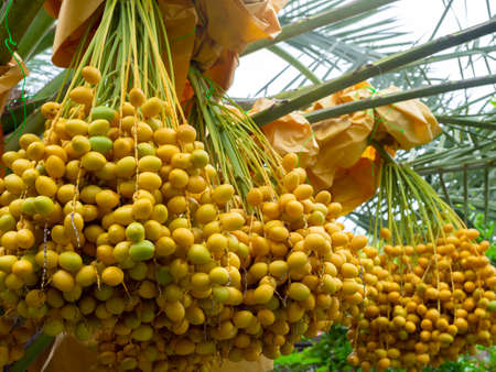 Dates on palm tree. Bunch of yellow dates on date palm.の写真素材