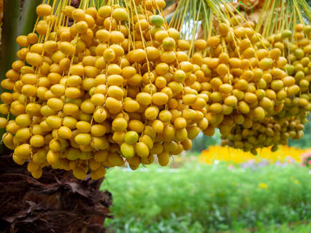 Dates on palm tree. Bunch of yellow dates on date palm.の写真素材