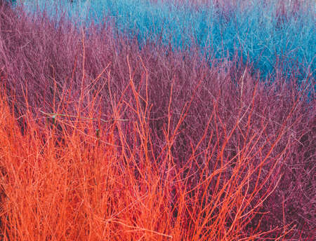 Piles of colorful vintage dried branches background. Sticks and twigs, wood texture background.の写真素材