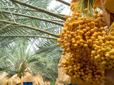Dates on palm tree. Bunch of yellow dates on date palm.の写真素材