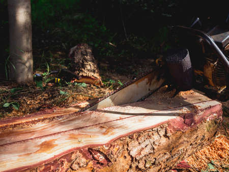 Chainsaw in movement cutting wood. lumberjack worker holding an old chainsaw and sawing the log, big tree in the wood, sawdust flying around.の写真素材