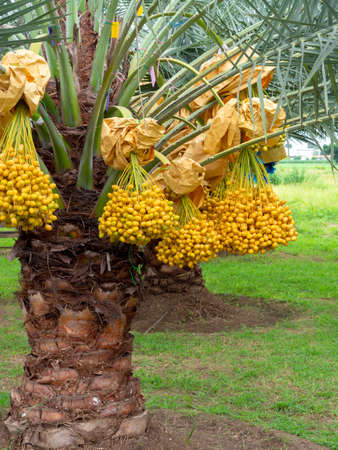 Dates on palm tree. Bunch of yellow dates on date palm, vertical style.の写真素材