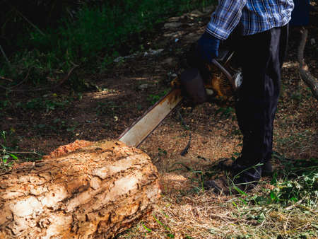 Chainsaw in movement cutting wood. lumberjack worker holding an old chainsaw and sawing the log, big tree in the wood, sawdust flying around.の写真素材