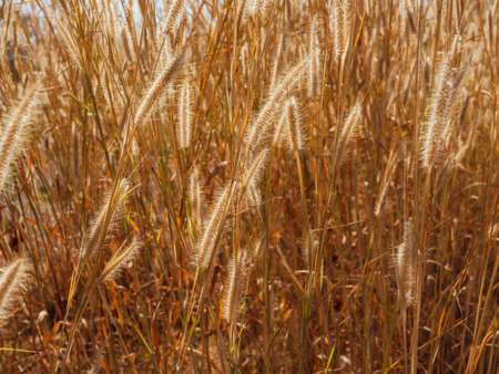 Scenic of natural golden grass flower blowing with the wind in grass field in summer.の写真素材