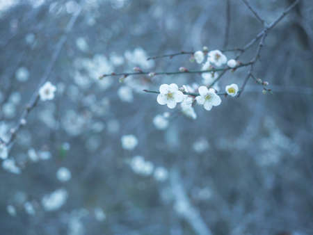 Little white wild flowers in winter with cold tone background with copy space. Tiny floral on the branches. Natural white flower background.の写真素材