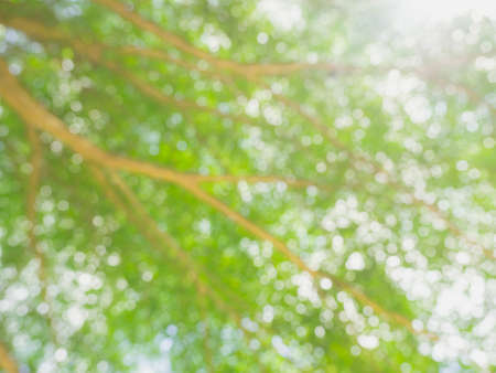 Abstract blurred green nature background with bokeh, natural sunlight, view from under the tree....