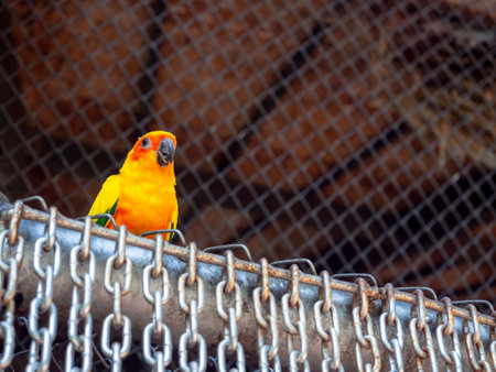 A Sun Conure parrot bird standing on chains door in the cage at the zoo with copy space.の写真素材