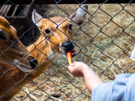 Feeding the deer in the zoo. The deer in the fence eat a carrot piece, fed by the child's hand.の写真素材