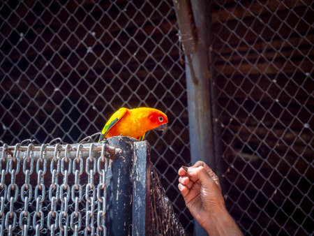Sun Conure parrot bird standing on chains door in the cage at the zoo. Parrot feeding by human hand.