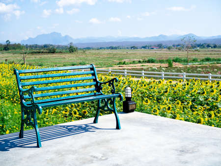 Empty green wrought iron bench on the concrete terrcae in front of the beautiful sunflower field in...