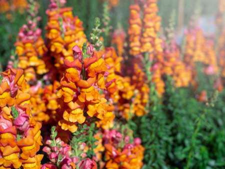Beautiful orange flowers in the garden.