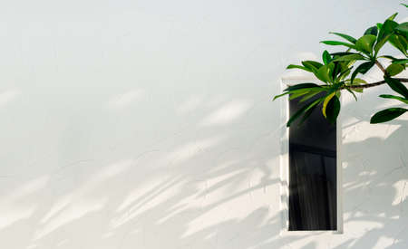 Empty space on white wall background near glass window and green leaves with shadow on the wall.