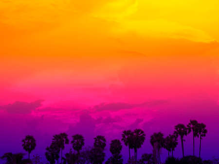 A row of coconut palm trees, silhouette on summer colorful sky, beautiful tropical sunset background...