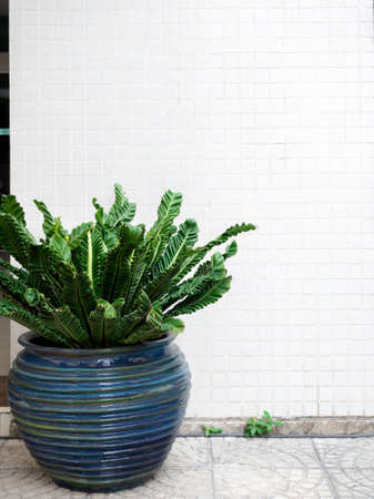 The green leaves in big blue ceramic, earthenware plant pot on stone tiles floor decoration in front of the white mosaic wall background with copy space, vertical style.の写真素材