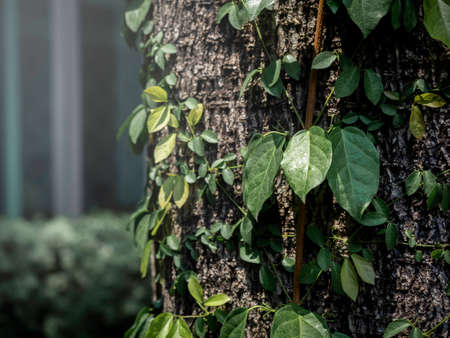 Close-up ivy leaves cover on tree trunk in the garden near the building background with copy space.の写真素材