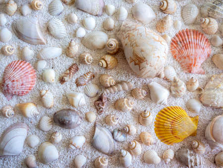 Seashell background. Various colorful, kinds and shapes seashell on white small gravel sand beach background.の写真素材