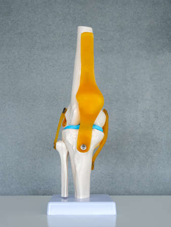 Close-up white human anatomy model of knee, knee-joint, patella and leg tendons on shelf on grey background in doctor room. Vision scientific human skeleton. Science, physical, medical concept.の写真素材