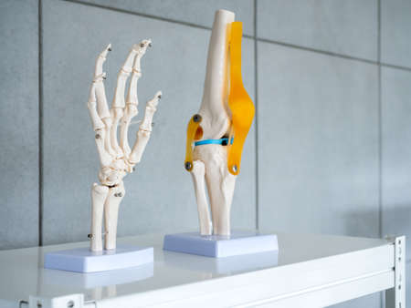 Close-up white human anatomy model of hand, wrist and knee-joint, patella and leg tendons on shelf in doctor room. Vision scientific human part skeleton. Science, physical, medical concept.の写真素材