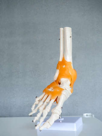 Close-up white human anatomy model of right foot on shelf on grey background in doctor room, vertical style. Vision scientific human skeleton. Science, physical, medical concept.の写真素材