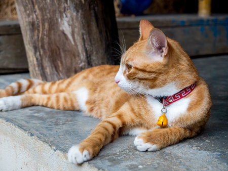Close-up portrait of cute lazy young ginger cat looking out while relaxing lying on concrete ground floor.の写真素材