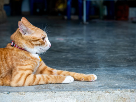 Close-up portrait of cute lazy young ginger cat looking out while relaxing lying on concrete ground floor with copy space.の写真素材