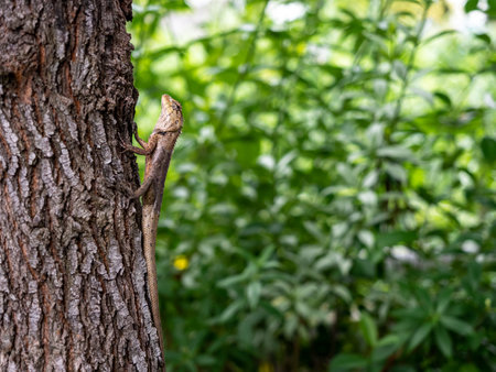 Thai yellow brown skin chameleon lizard perched on tree trunk on green nature leaves bokeh...