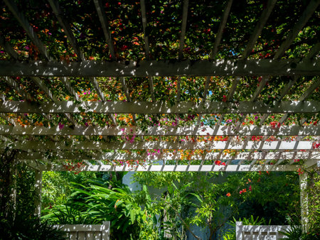 Flowers decoration on wooden pergola roof. Landscape home design background. Ivy plant on the white wooden slatted roof.の写真素材