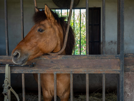 Brown horses standing in stall, locked cage in the room building. Horse portrait photography.の写真素材