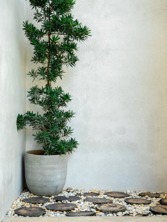 Tall green leaves in round cement pot decoration on empty concrete wall background with copy space, vertical style. Plant pot on gravel ground ornament with tree stumps, interior minimal style.の写真素材
