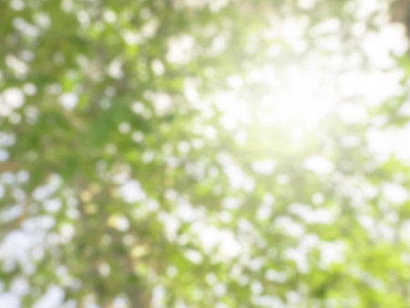 Blurred green leaves on the tree background with sunlight. Abstract green bokeh of high tree background on sunshine day, view from under.の写真素材