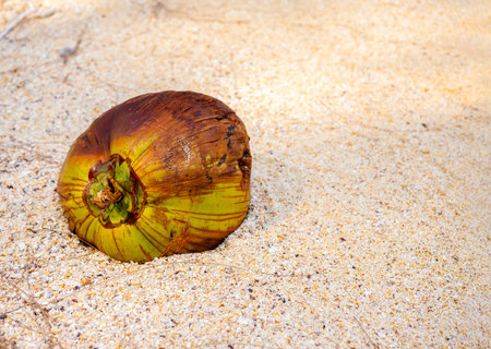 A fresh raw green and brown coconut fell from a tree to the sandy beach background with copy space,...