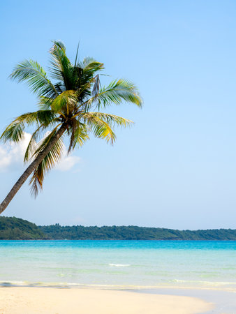 Bright seascape on sunny day. Summer background with tropical coconut palm tree on empty sandy beach and blue sky background, landmark at koh kood, Thailand, with copy space. Summertimes concepts.の写真素材