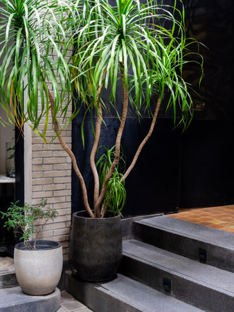 Tree branch with green leaves growing in the round big black ceramic pot decorated on the steps in...