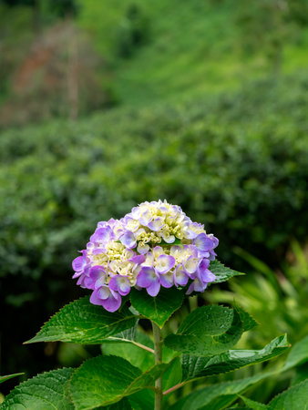 Beautiful flower, Hydrangea flowers, Hydrangea Macrophylla blooming in the garden. Purple color of...