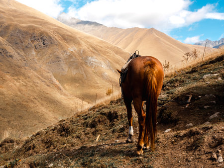 Back side of wild brown horse standing, standing on the dried field on autumn mountains and blue sky...