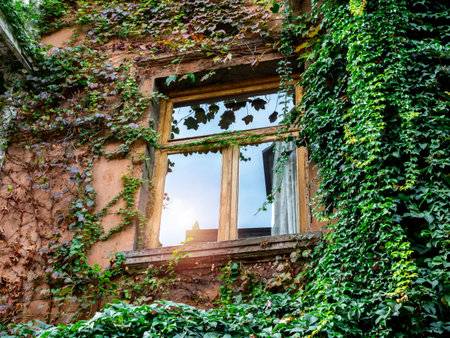 A closed wooden glass window on an old abandoned house with green ivy densely covered on the walls building, with the sunlight reflection.の写真素材