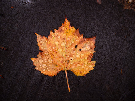 Natural dew drops on single dry falling maple leaf, isolated on the dark ground. Beautiful autumn yellow leaves, change colours to the fall season.の写真素材