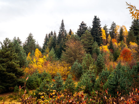 Colorful of trees background with dried leaves, green, yellow orange and red colors, in autumn season. Beautiful first autumn, nature forest landscape scene backgrounds in october.の写真素材