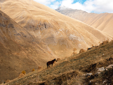 A young wild brown horse standing alone, eating grass on the steep slope landscape on autumn mountains and open blue sky background. Amazing scenery of mountains at Juta, Georgia.の写真素材