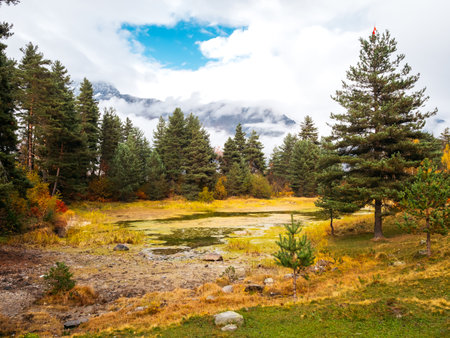 Beautiful autumn trees background, nature landscape scene in october. Green pine tree near pond with falling yellow leaves at the park on fog sky and cloud in autumn season.の写真素材