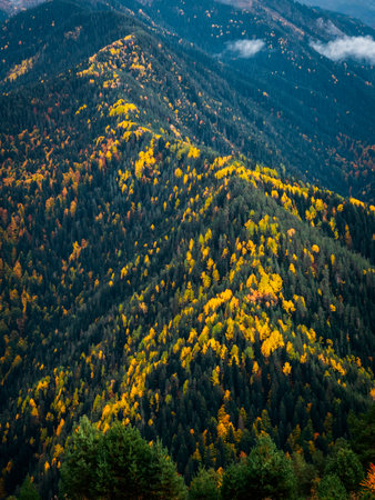 Colorful autumn with green and yellow colors of trees on mountain ridge background, vertical style. Beautiful first autumn season, nature landscape scene in october at Georgia.の写真素材