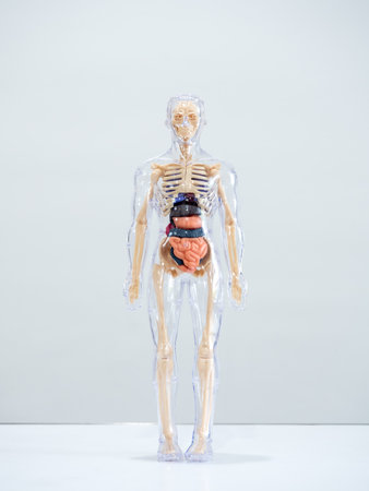 Human anatomy model showing internal organs, skeletal system, and digestive system on white background. Concept of medical education, biology learning, healthcare training, and human body structure.の写真素材